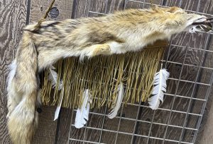Quiver-Coyote