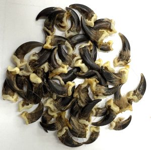 Coyote Claws