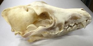 Coyote Skull 2nd quality
